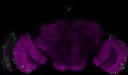 100047MaleDualA-seq