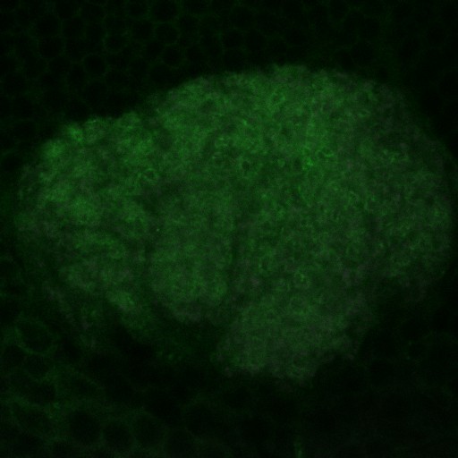 A slice from the stack is shown here