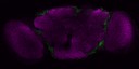 3910MaleDualB-seq